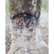 BLACK FIRE ORIGINAL - GOUDRON ATTRACTIF SANGLIER