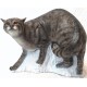 SRT 3D CIBLE CHAT SAUVAGE MARCHAND