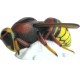 SRT 3D CIBLE FRELON